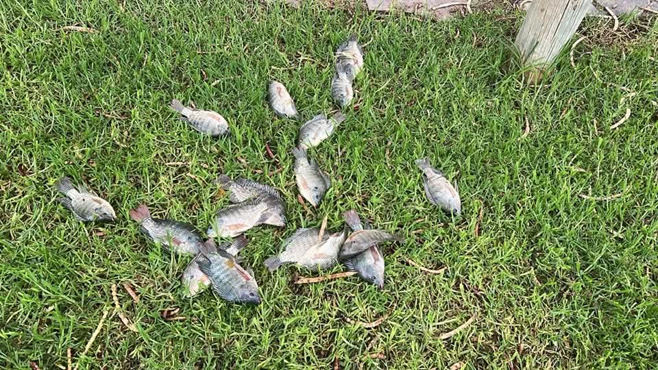 Pesca — Isla Grande