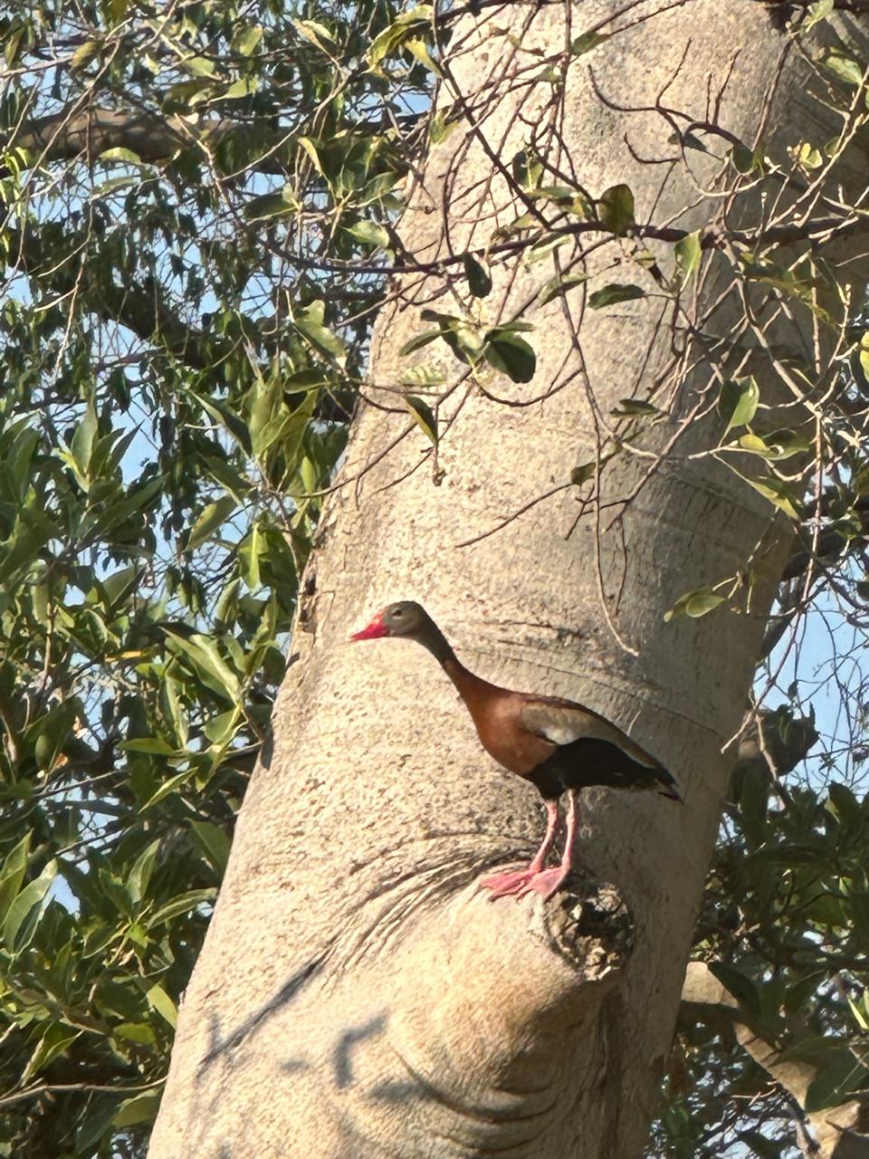 Avistamiento de Aves — Isla Grande