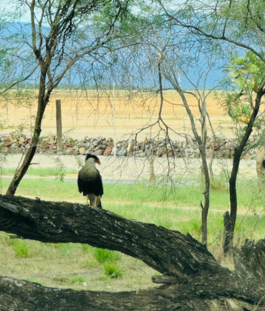 Avistamiento de Aves — Isla Grande