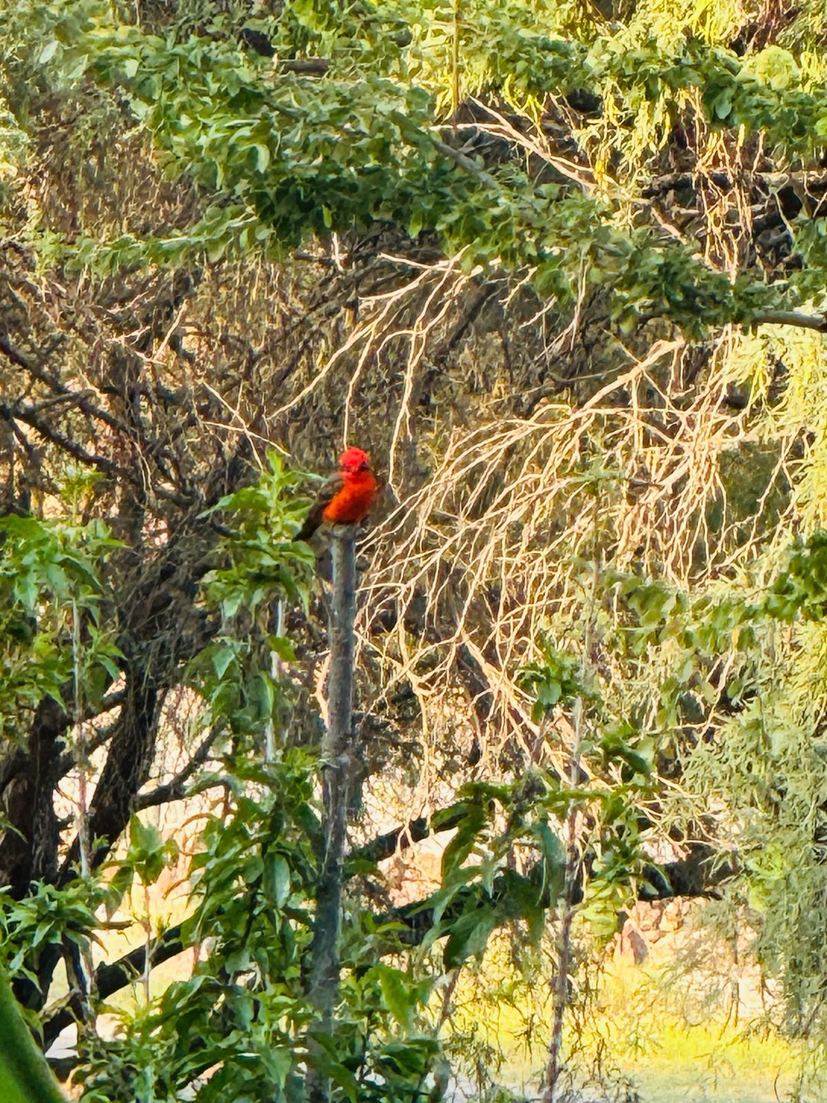 Avistamiento de Aves — Isla Grande