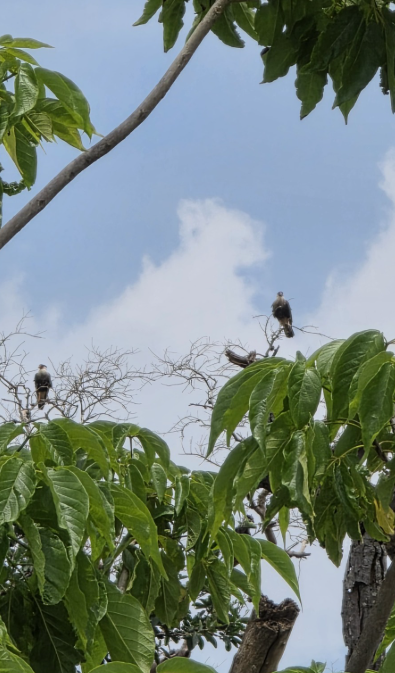 Avistamiento de Aves — Isla Grande