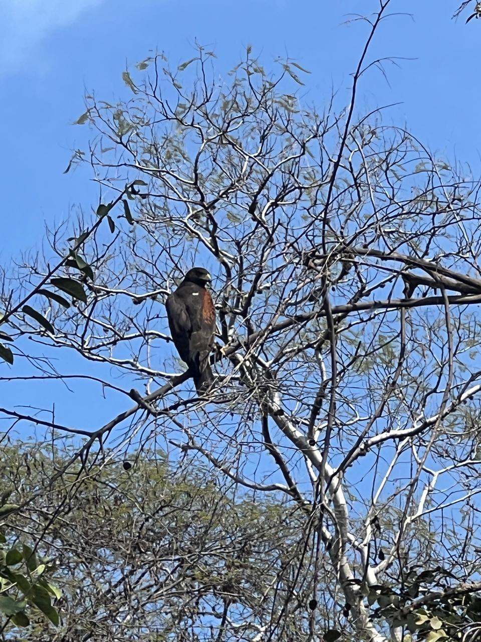Avistamiento de Aves — Isla Grande