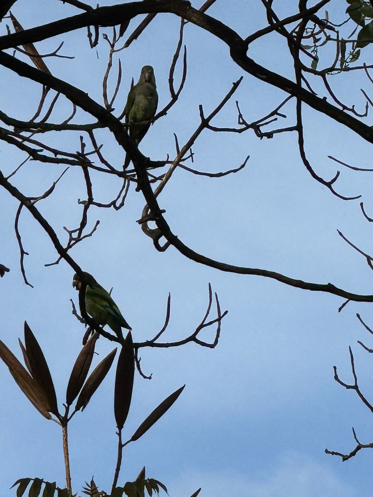 Avistamiento de Aves — Isla Grande