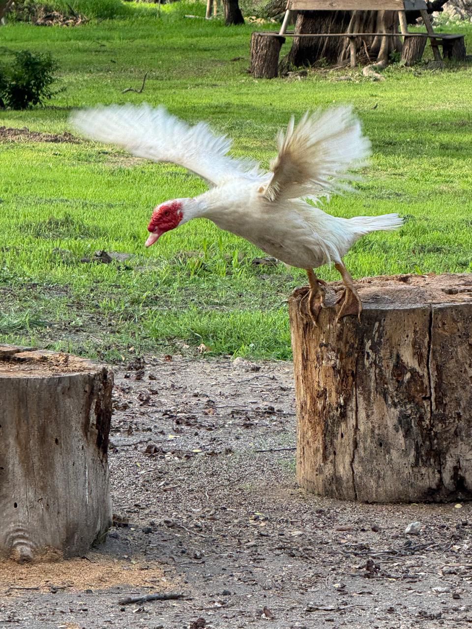 Avistamiento de Aves — Isla Grande