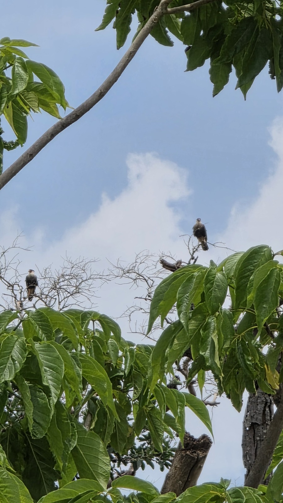 Fauna — Isla Grande