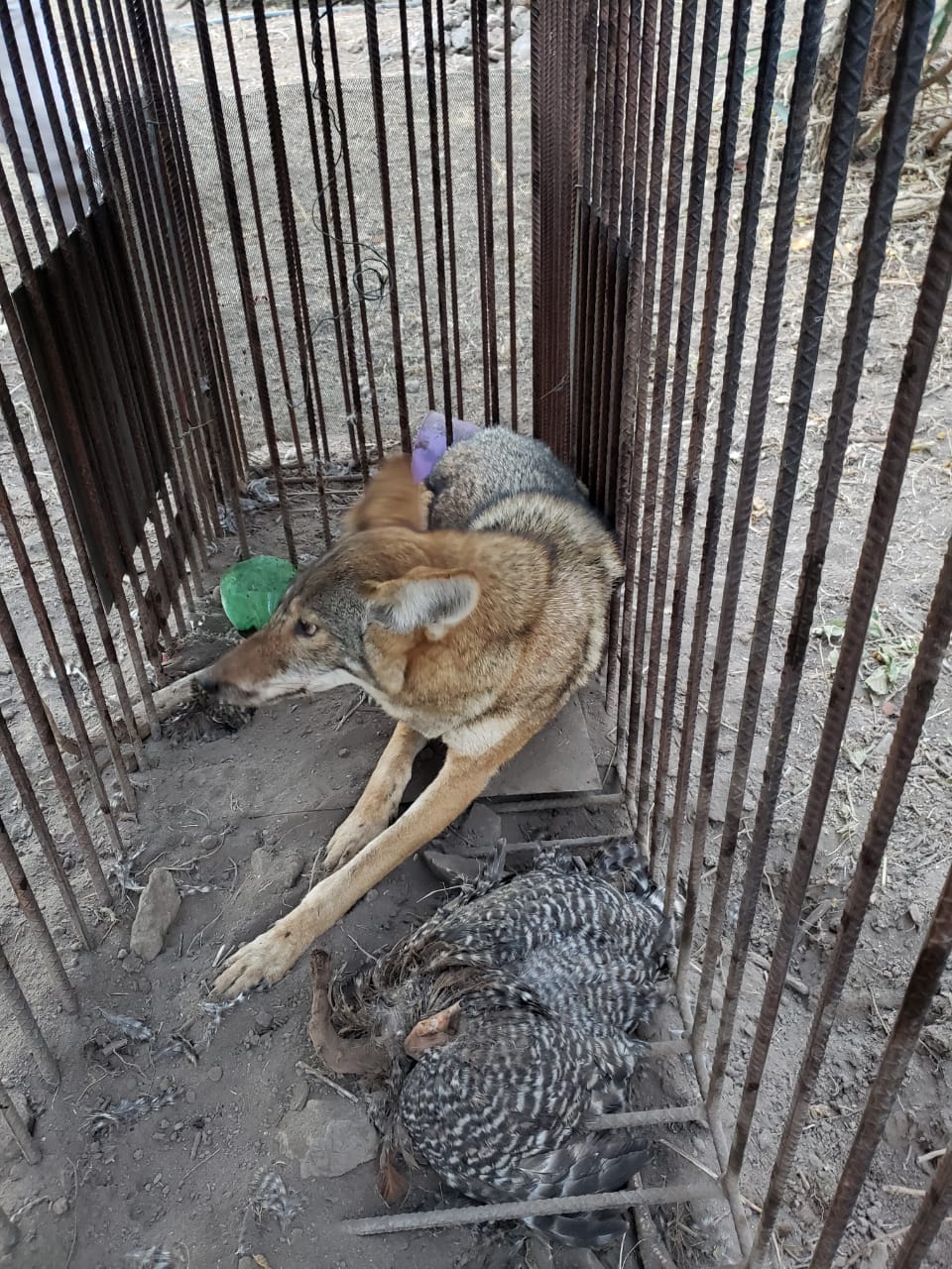 Fauna — Isla Grande