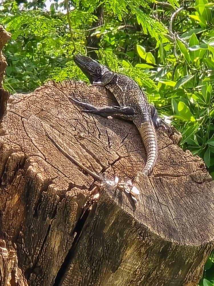 Fauna — Isla Grande