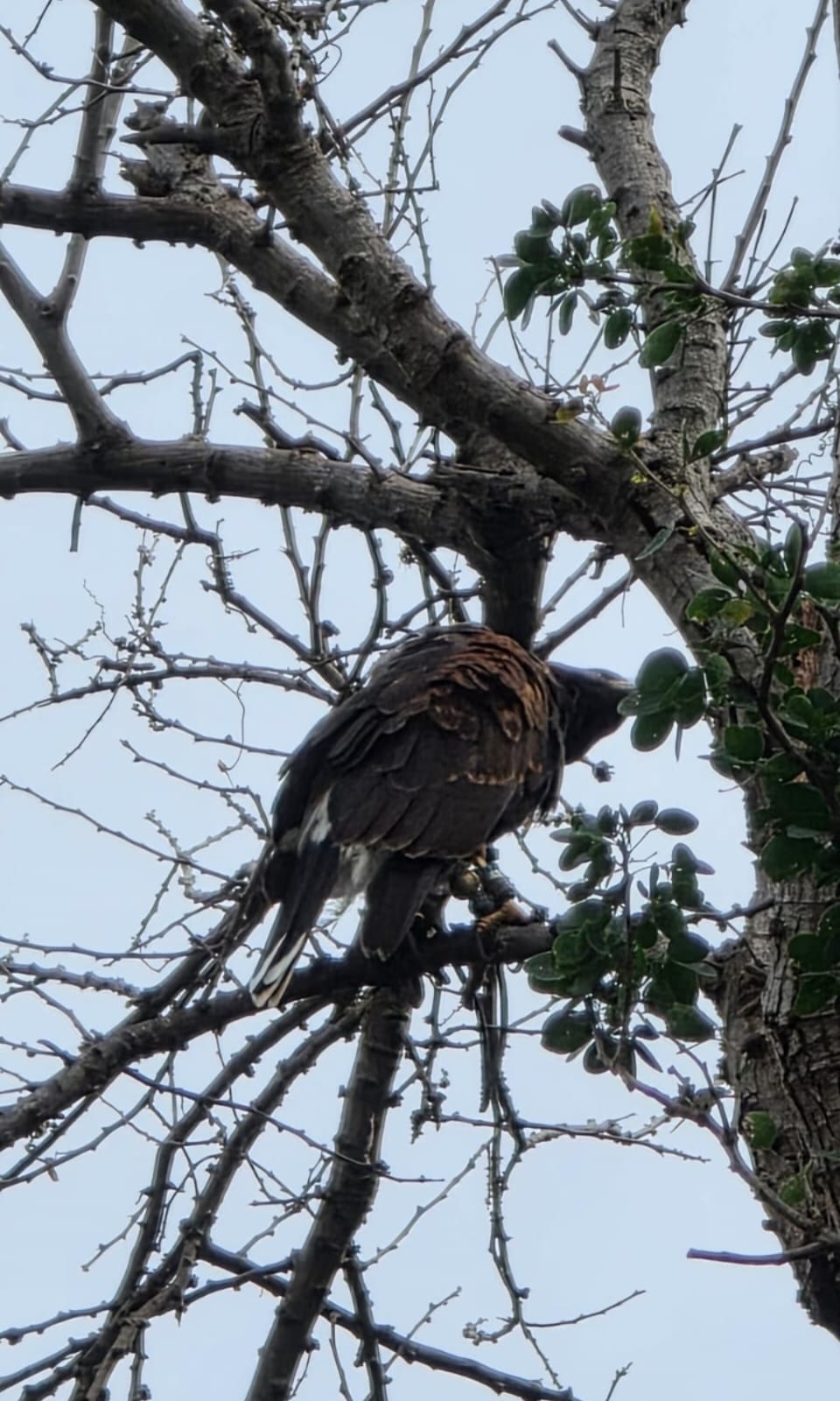 Fauna — Isla Grande