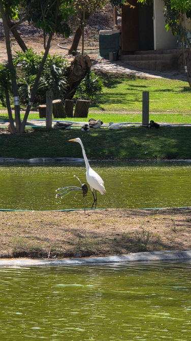 Fauna — Isla Grande