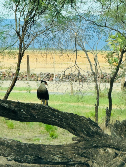 Fauna — Isla Grande