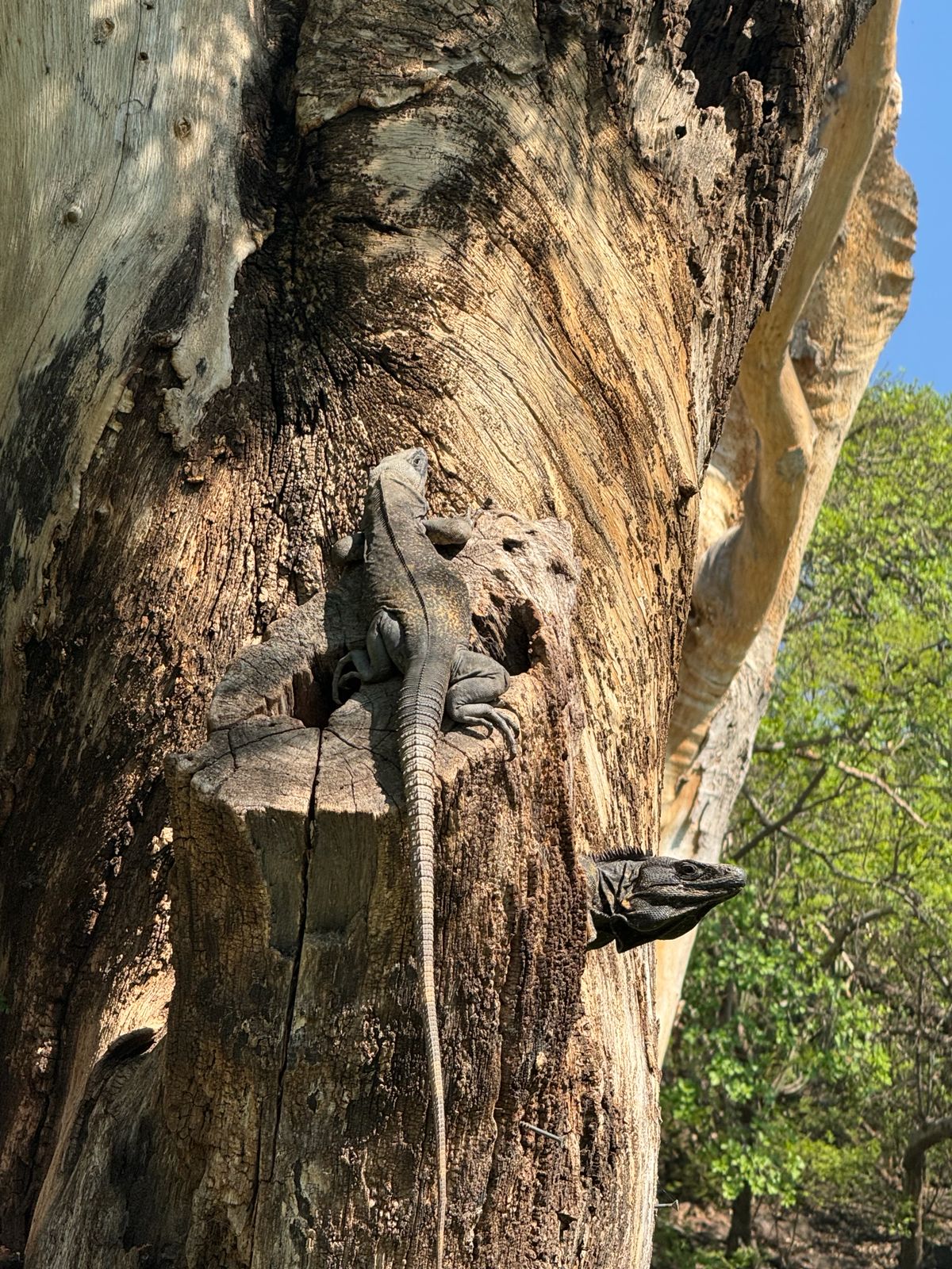 Fauna — Isla Grande