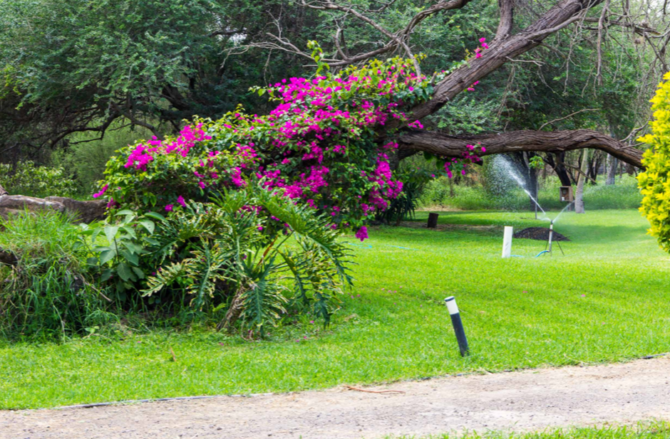 Flora — Isla Grande