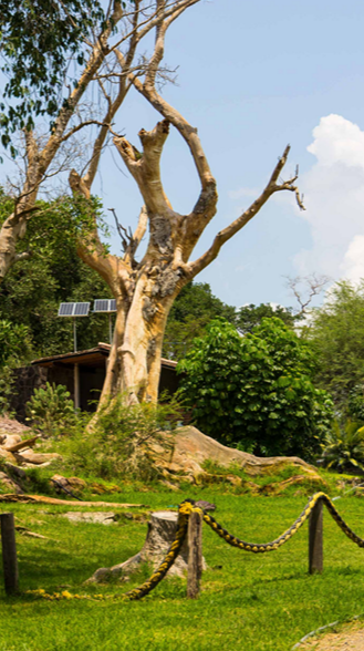 Flora — Isla Grande