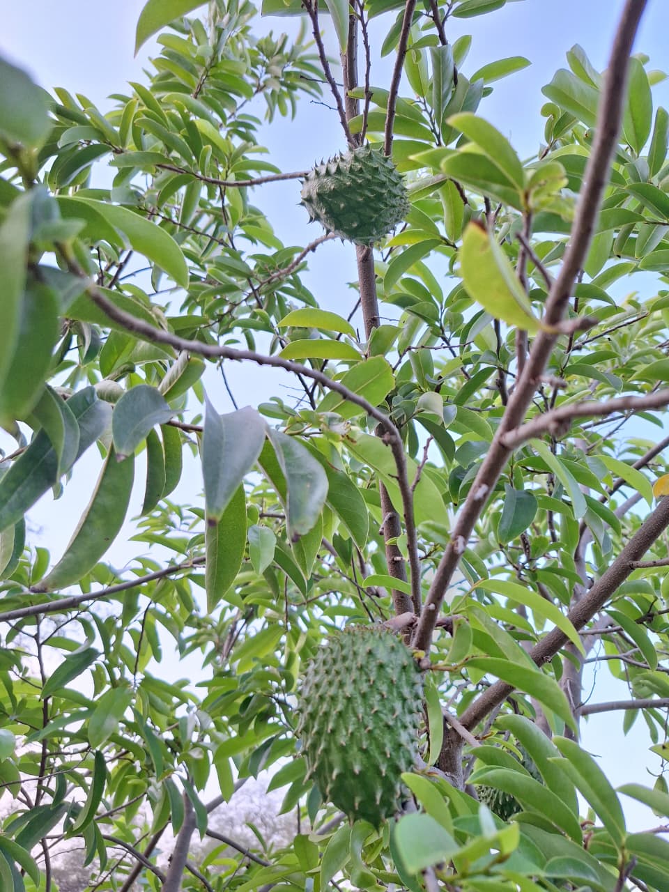 Flora — Isla Grande