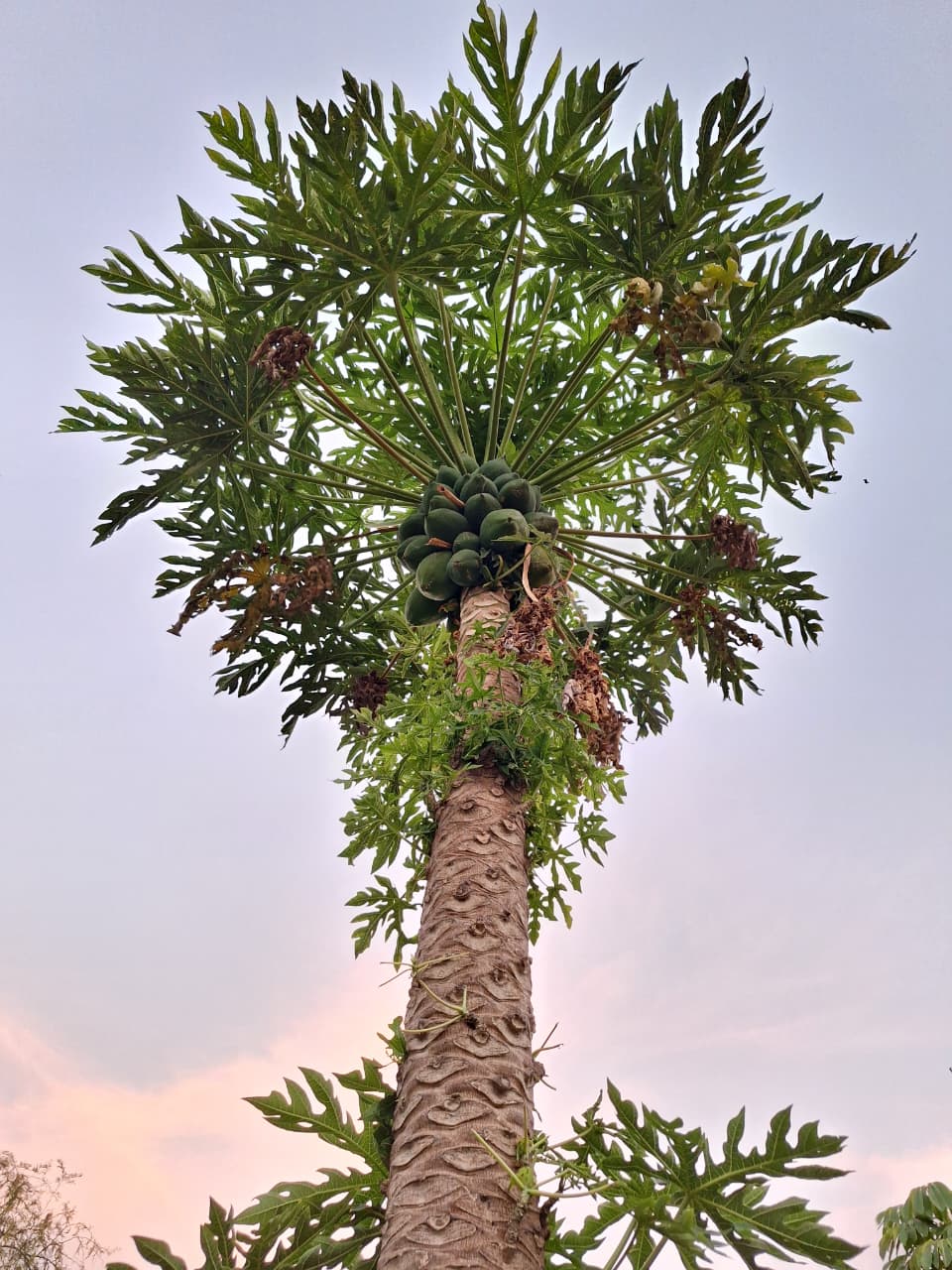 Flora — Isla Grande
