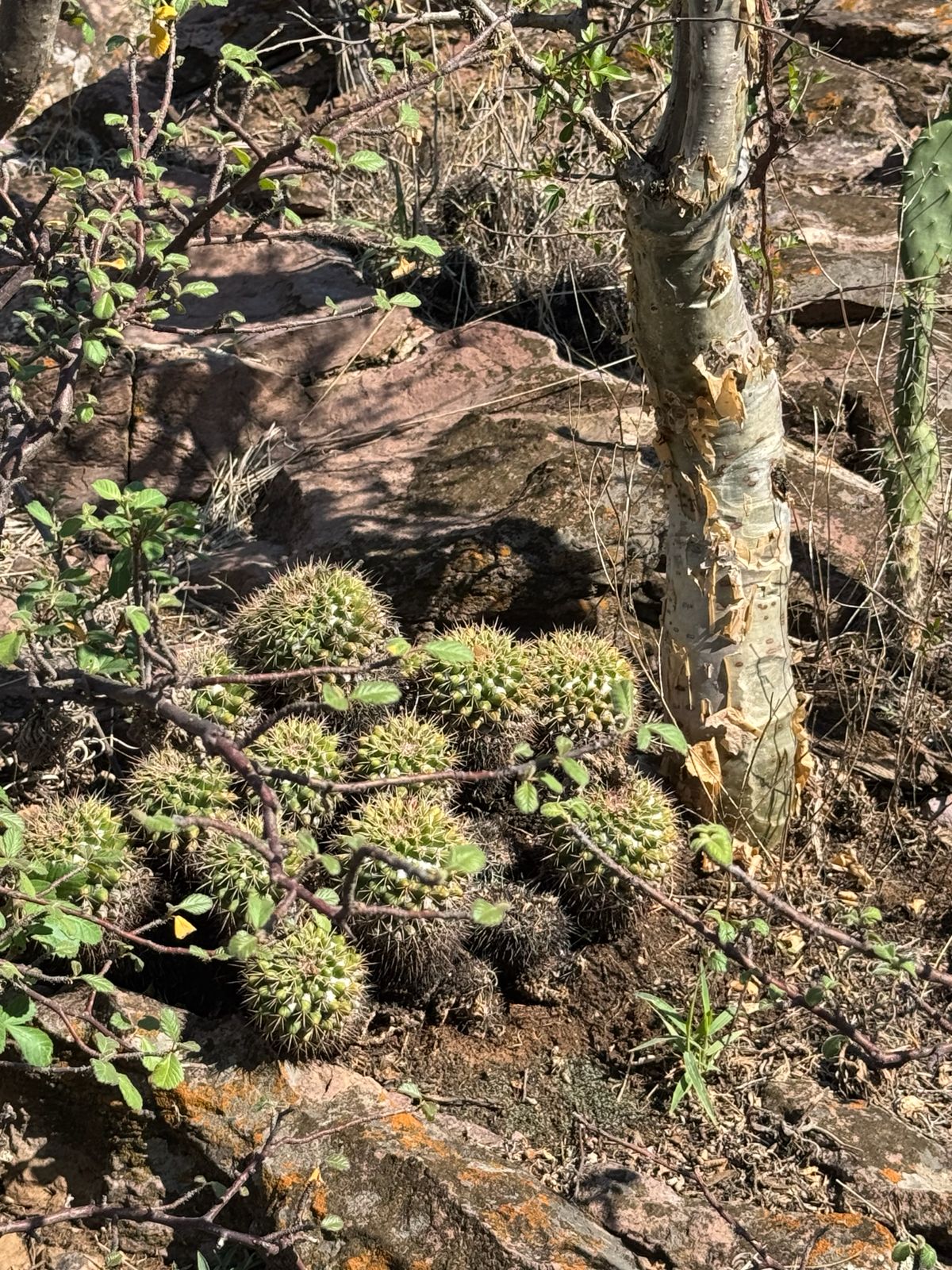Flora — Isla Grande