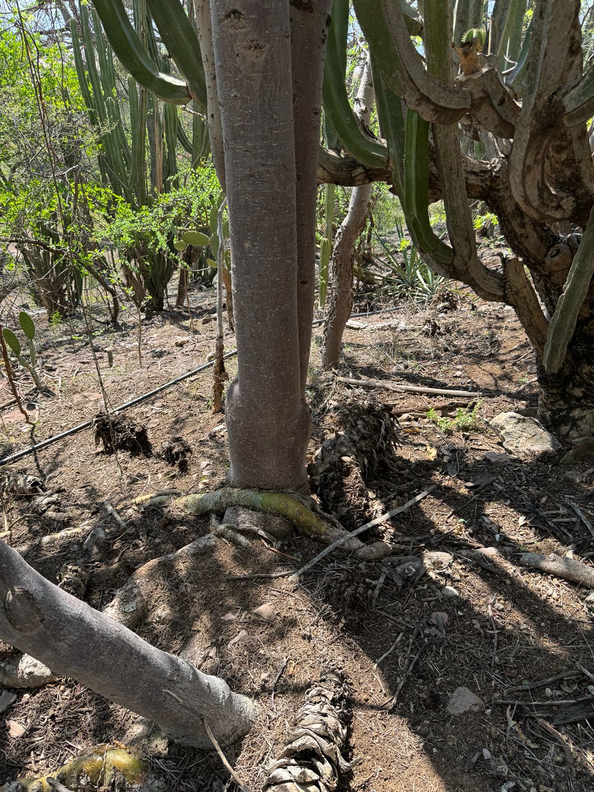 Flora — Isla Grande