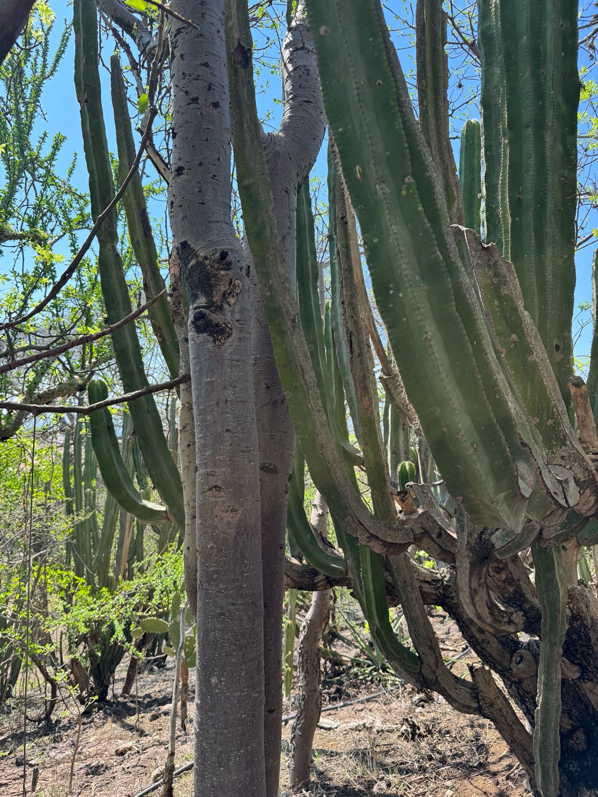 Flora — Isla Grande