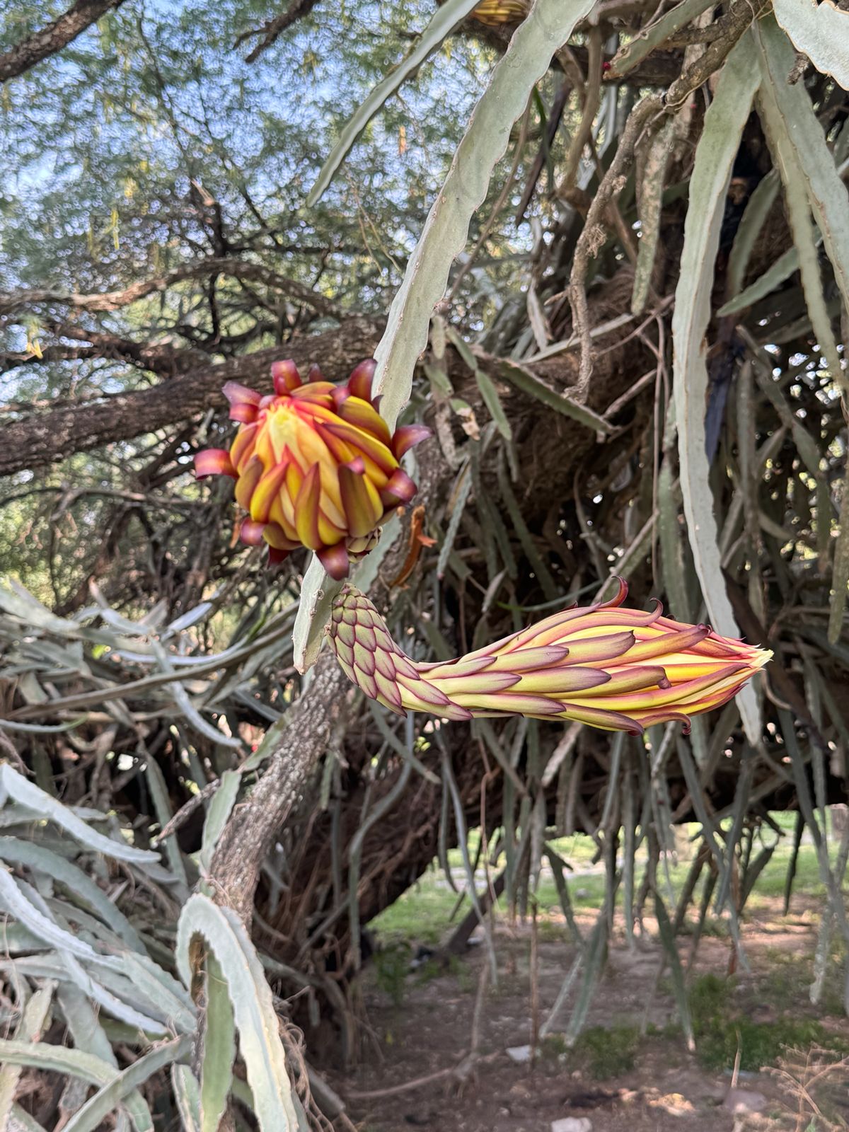 Flora — Isla Grande