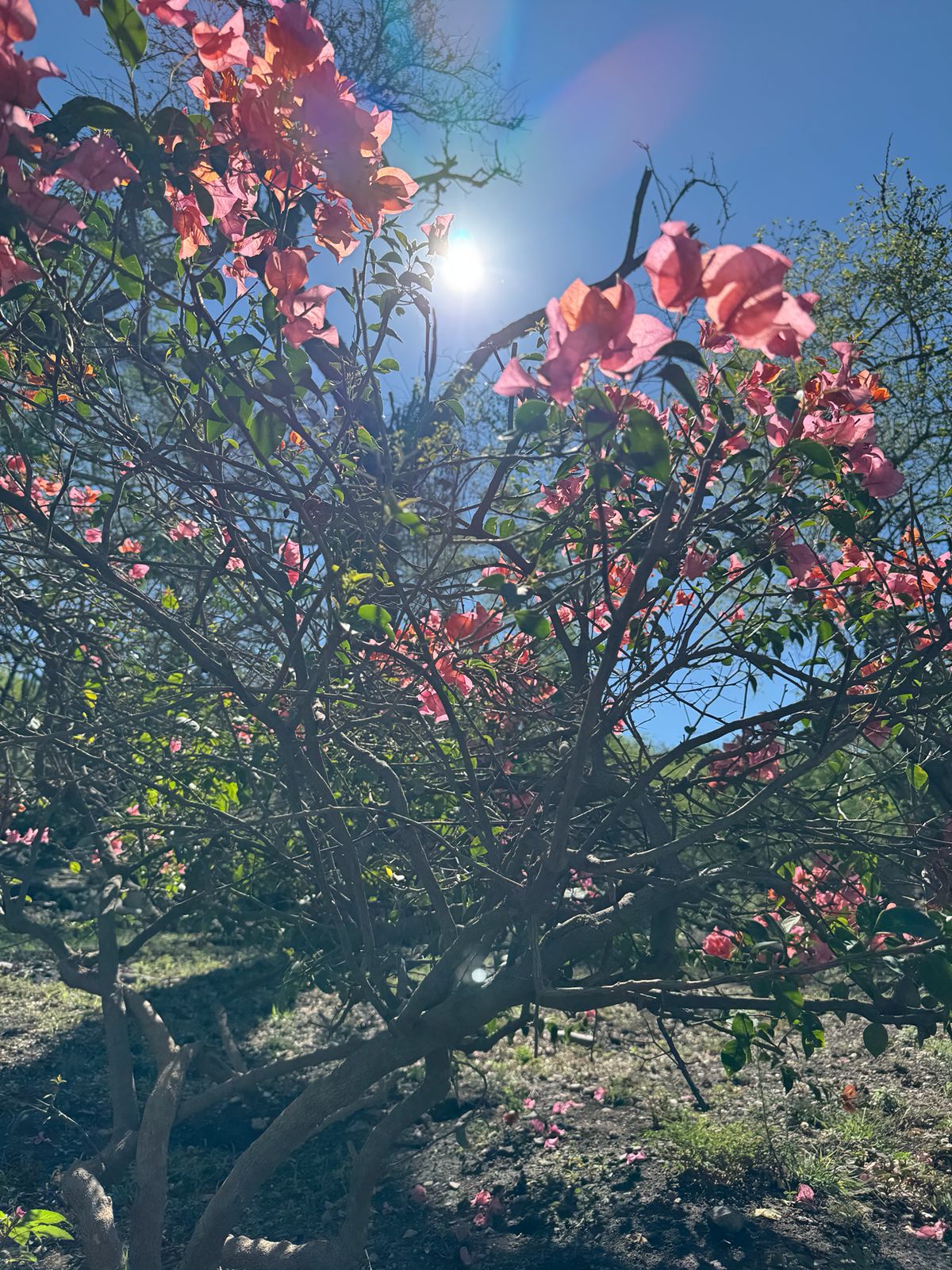 Flora — Isla Grande