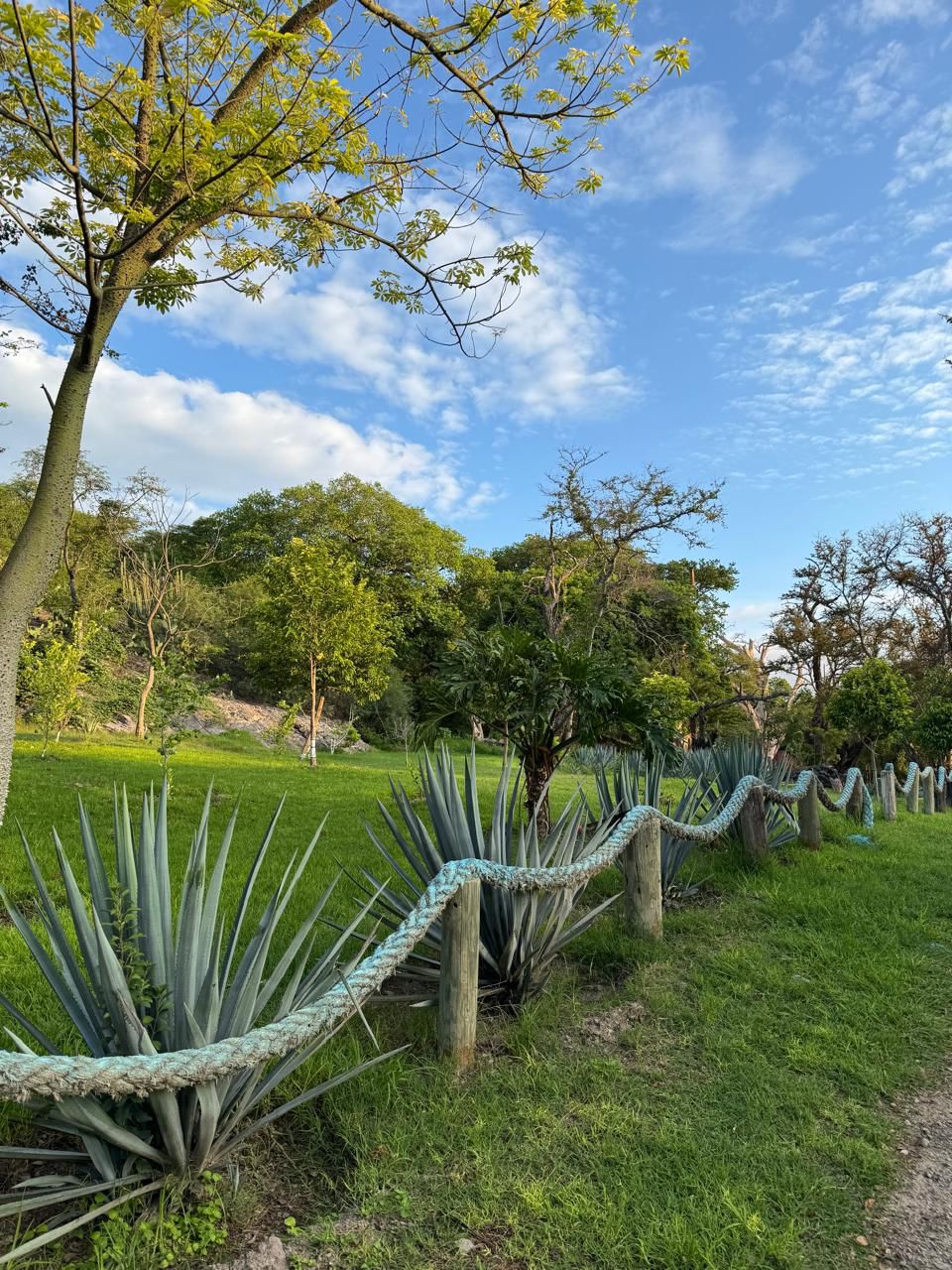 Flora — Isla Grande