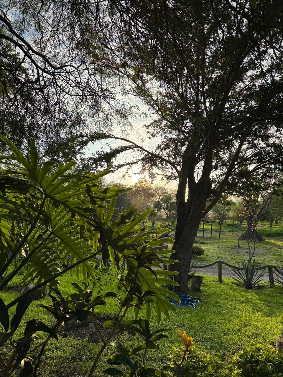 Flora — Isla Grande